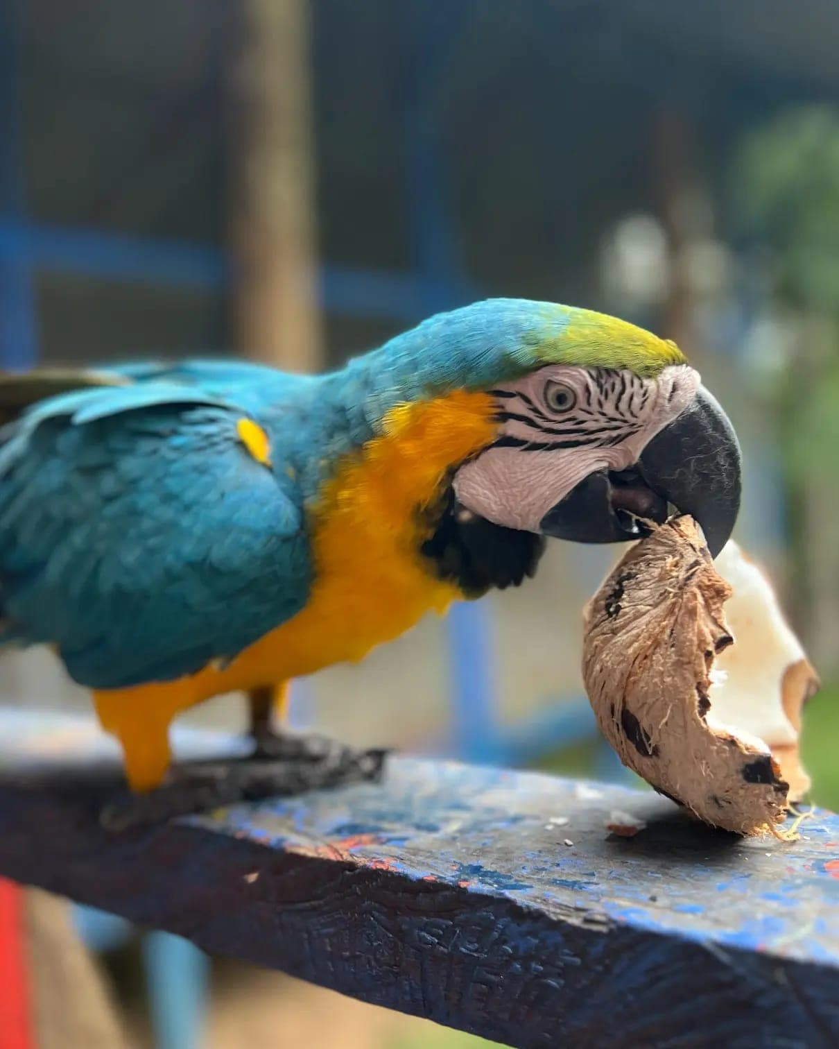 Guacamaya azul y amarilla