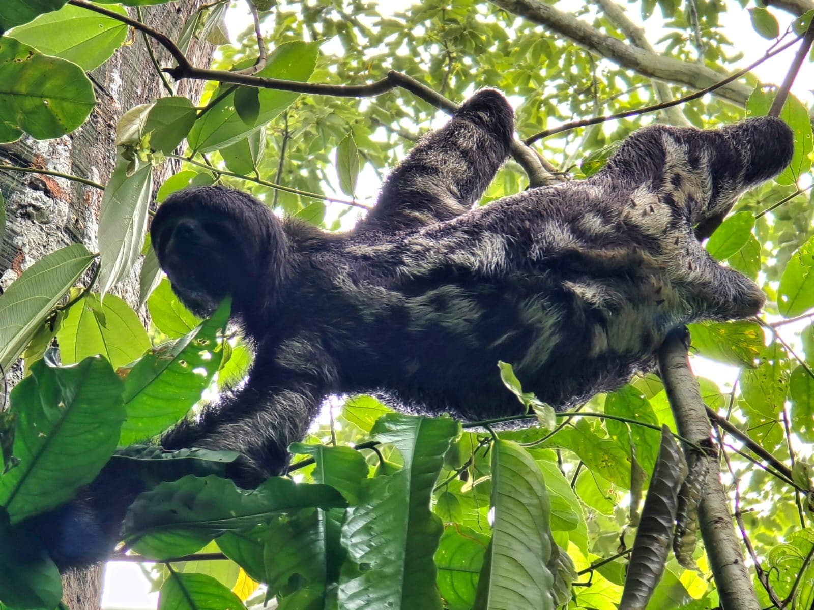 Perezoso de garganta café