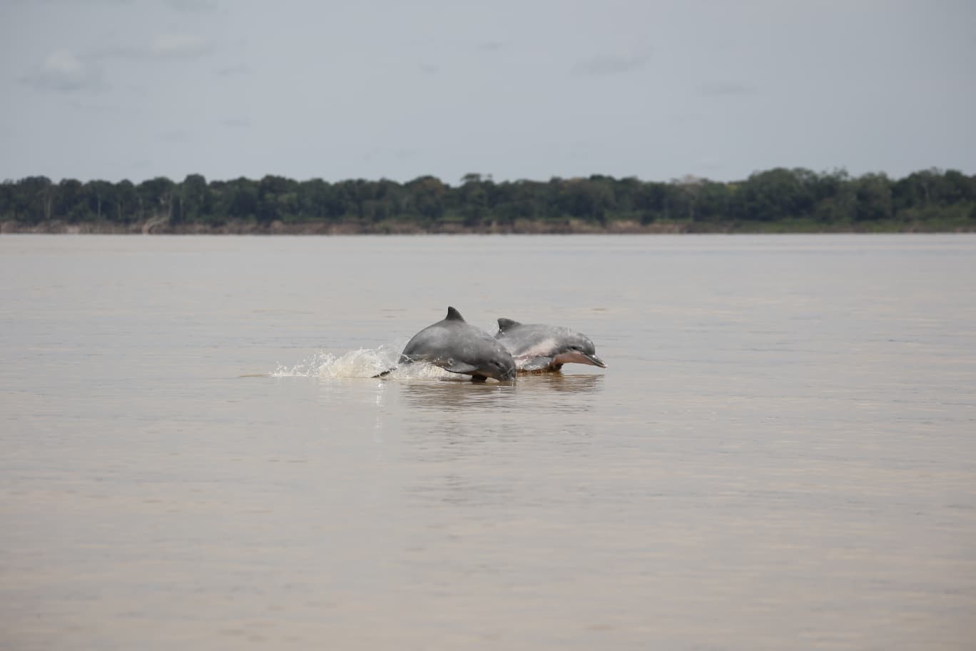 Amazon River Dolphin: The magical inhabitant of Colombia’s rivers