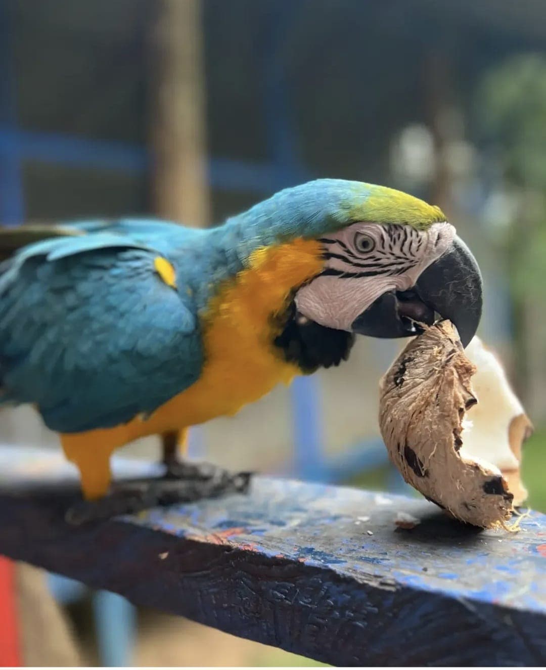 Birdwatching in Puerto Nariño: a unique Amazon experience