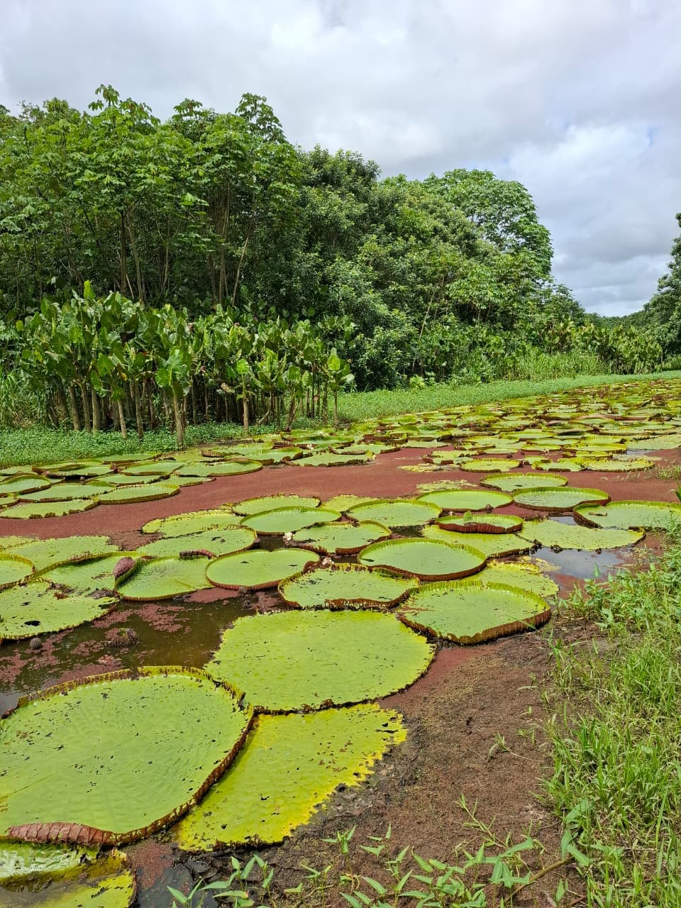 The Lotus Flower in the Amazon: beauty, meaning and where to find it